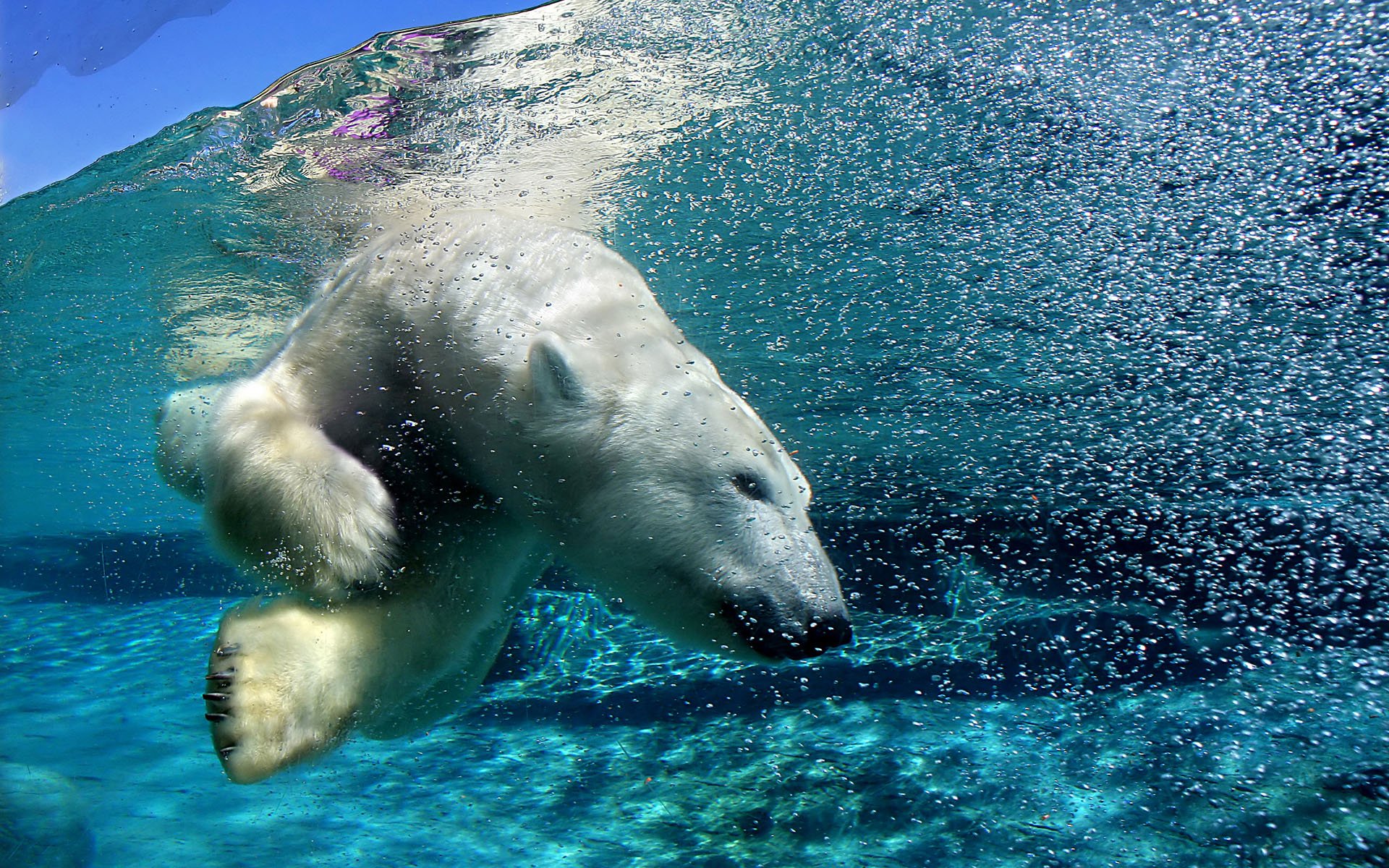 bär arktis unter wasser