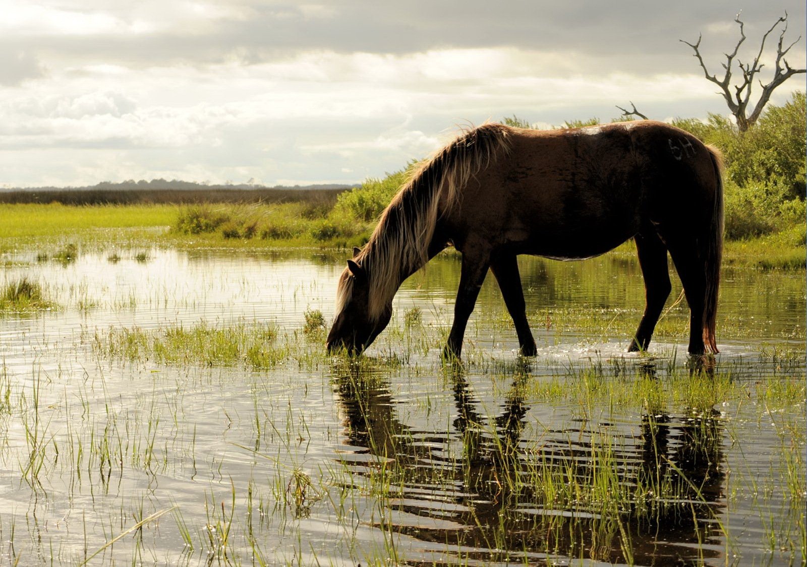 caballo agua hierba