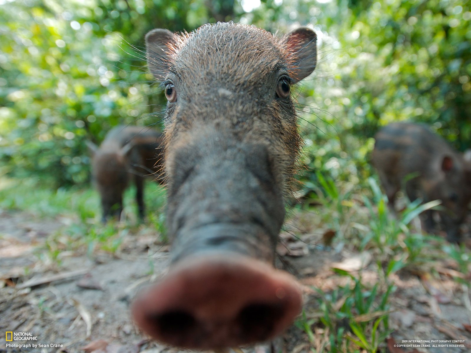 cinghiale nichel setole