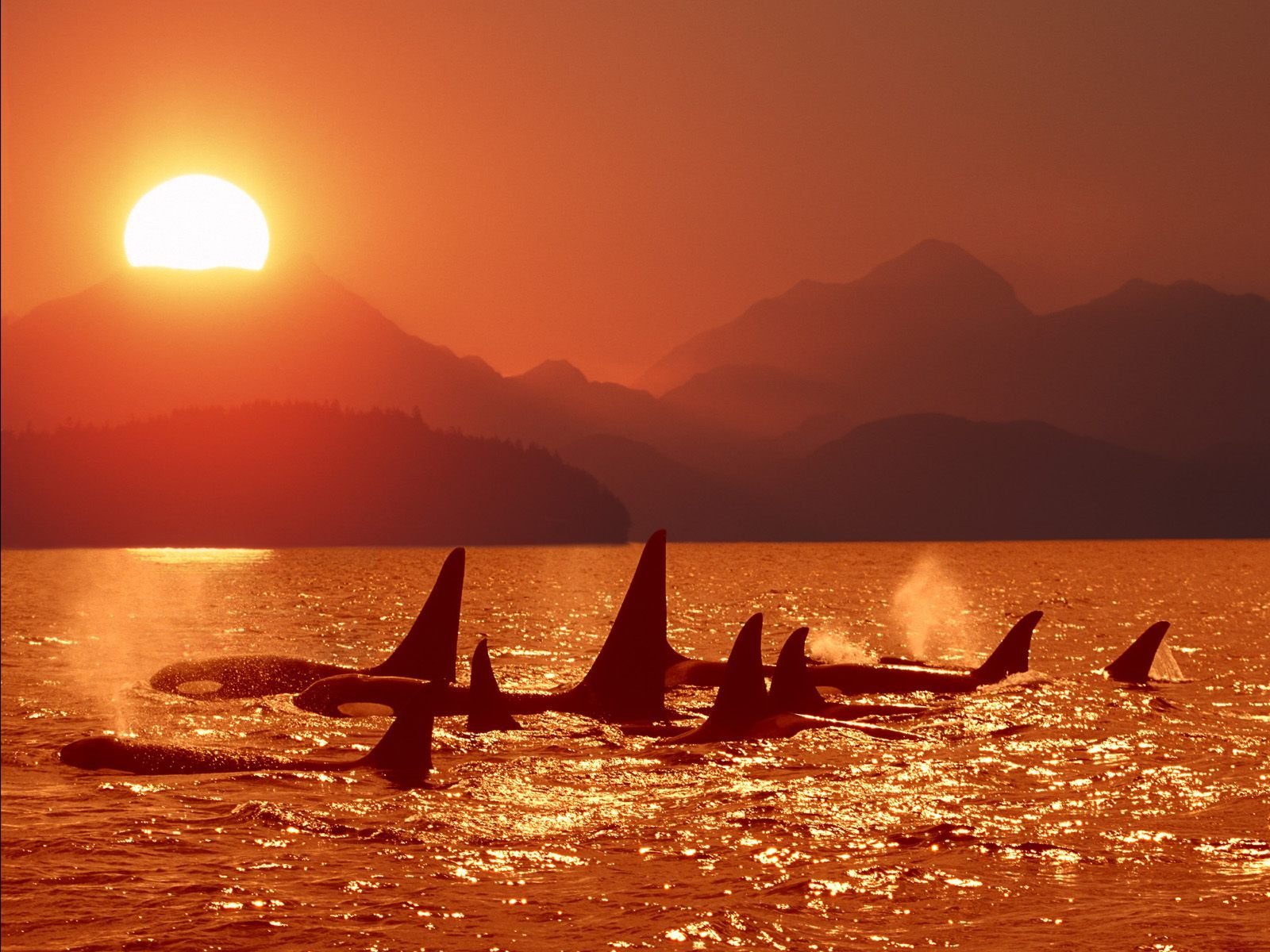 orca tramonto mare