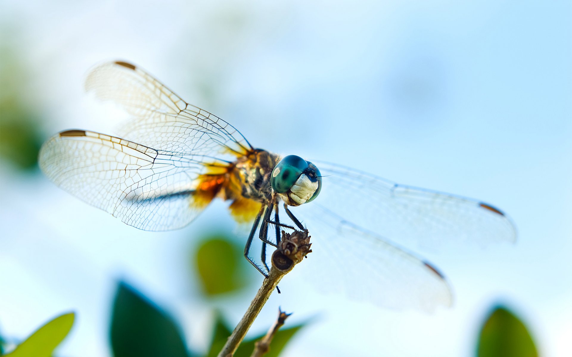 libelle flügel augen zweig