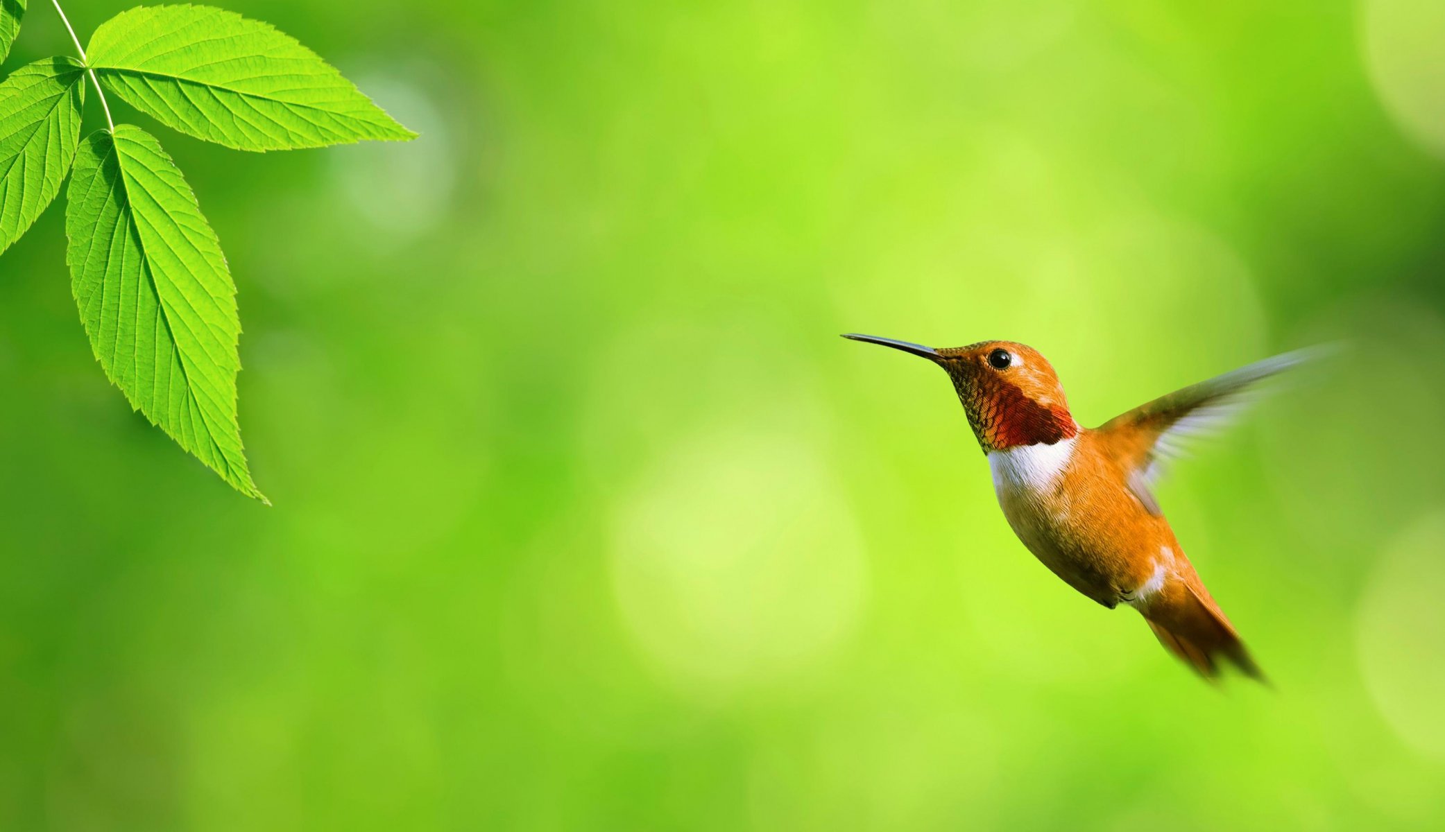 colibrì foglia verde volo