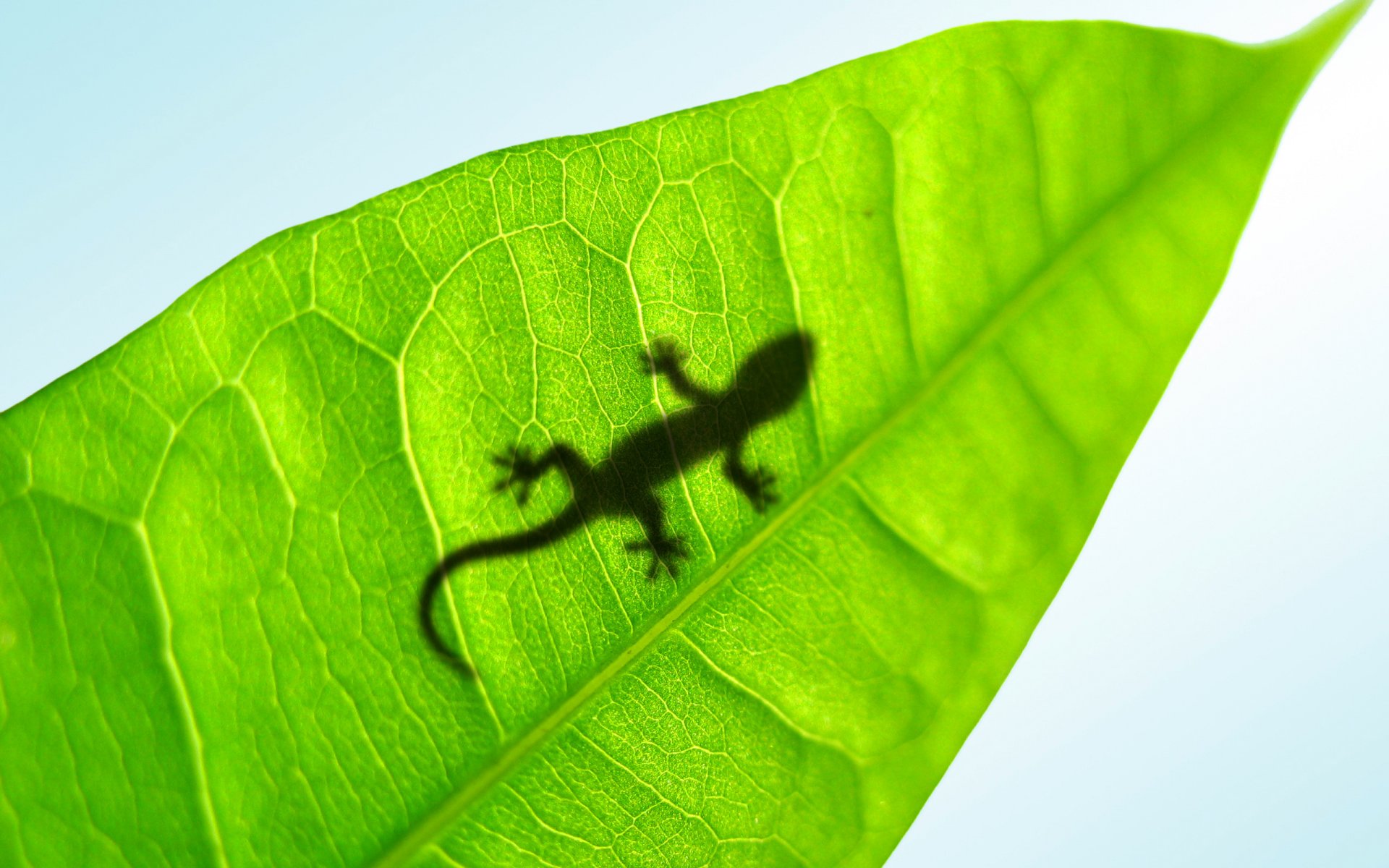 lucky gecko lézard feuille