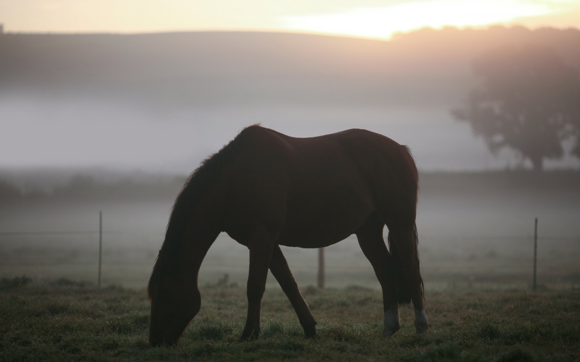 animaux paysages chevaux chevaux champ pâturage herbe brouillard matin