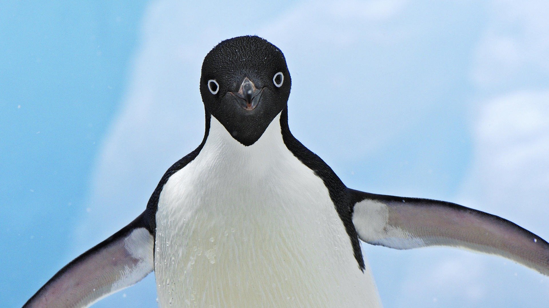 pingouin ailes neige