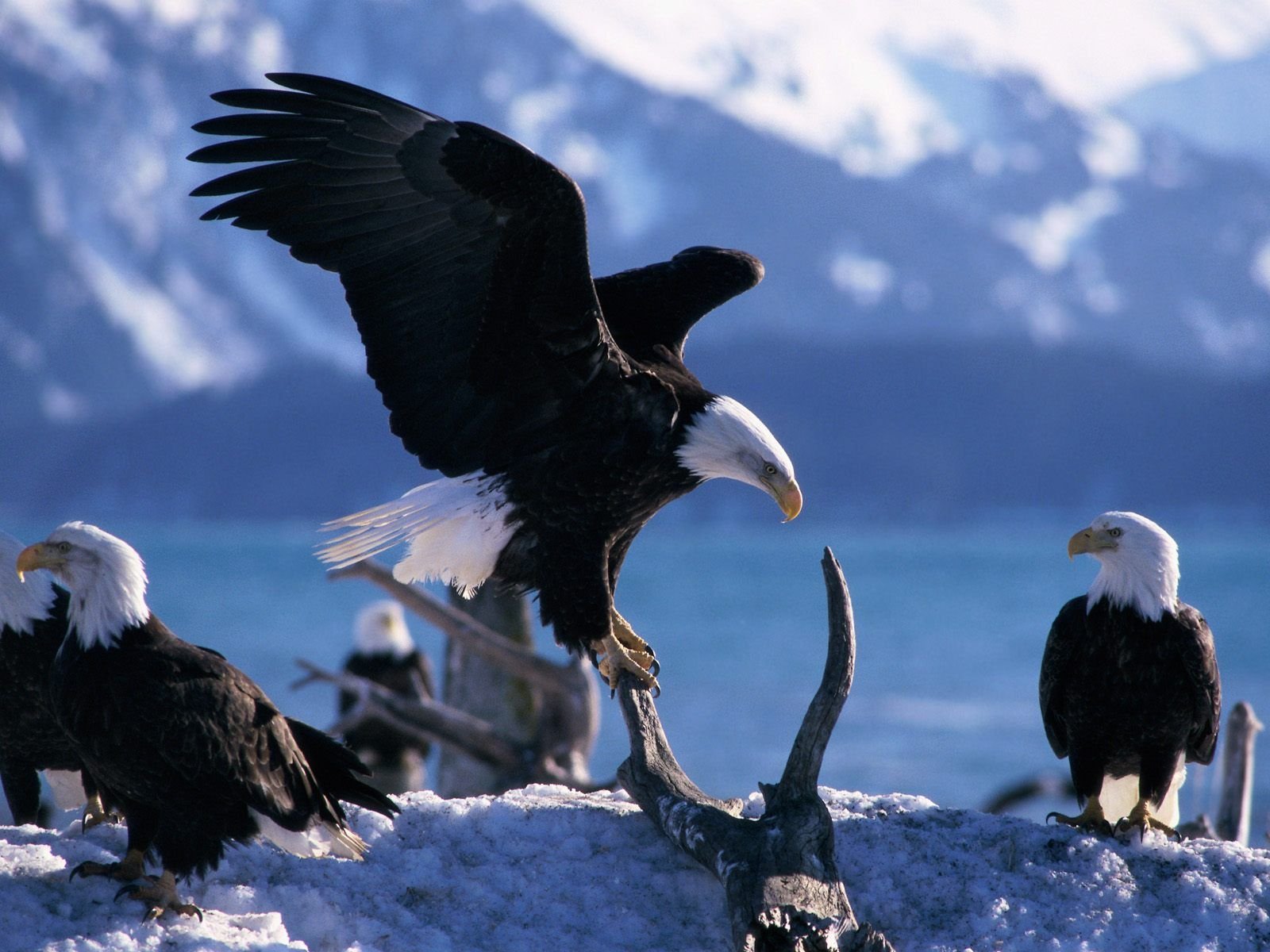 aquila uccelli montagne