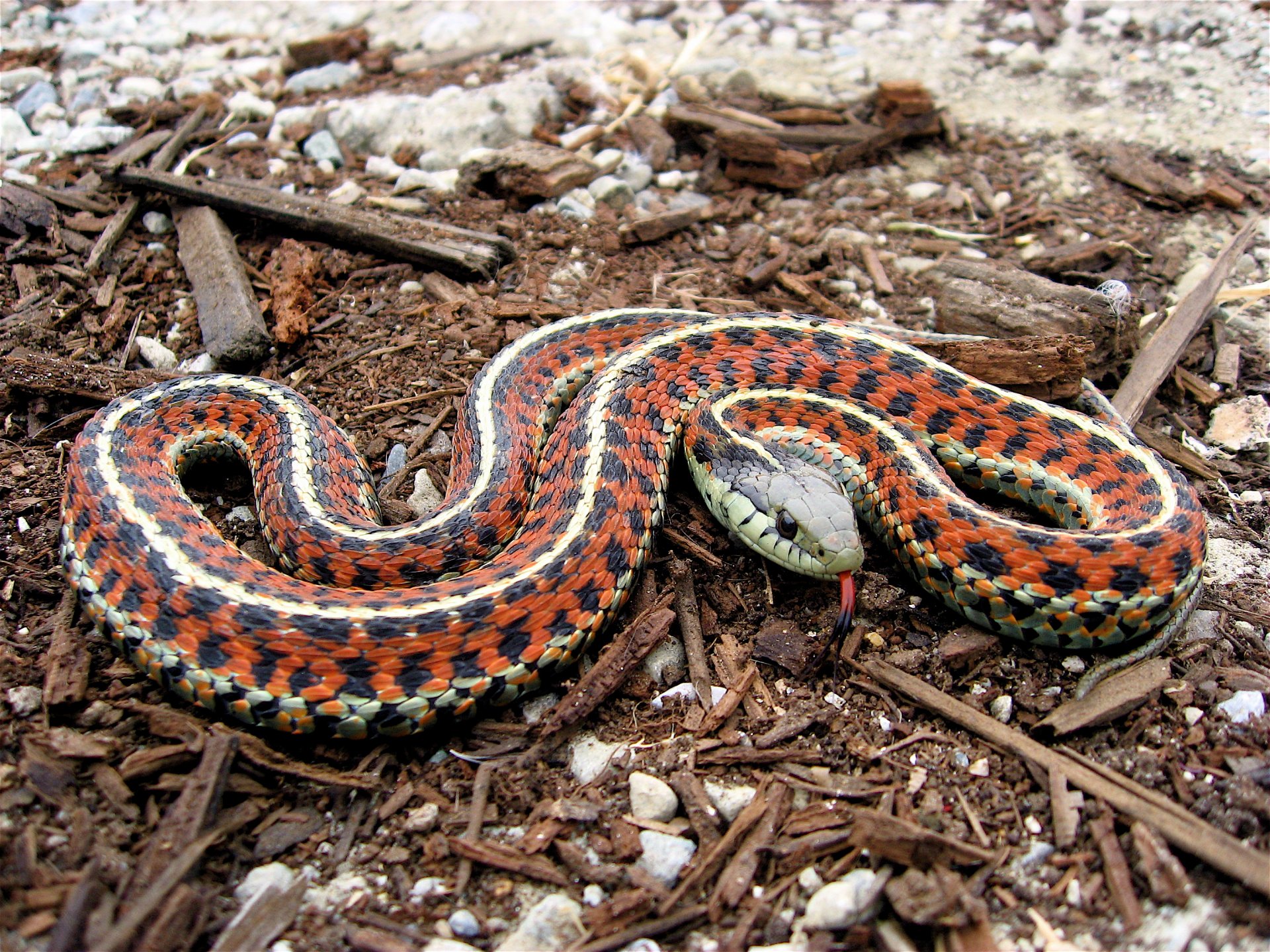 serpente lingua costa della giarrettiera