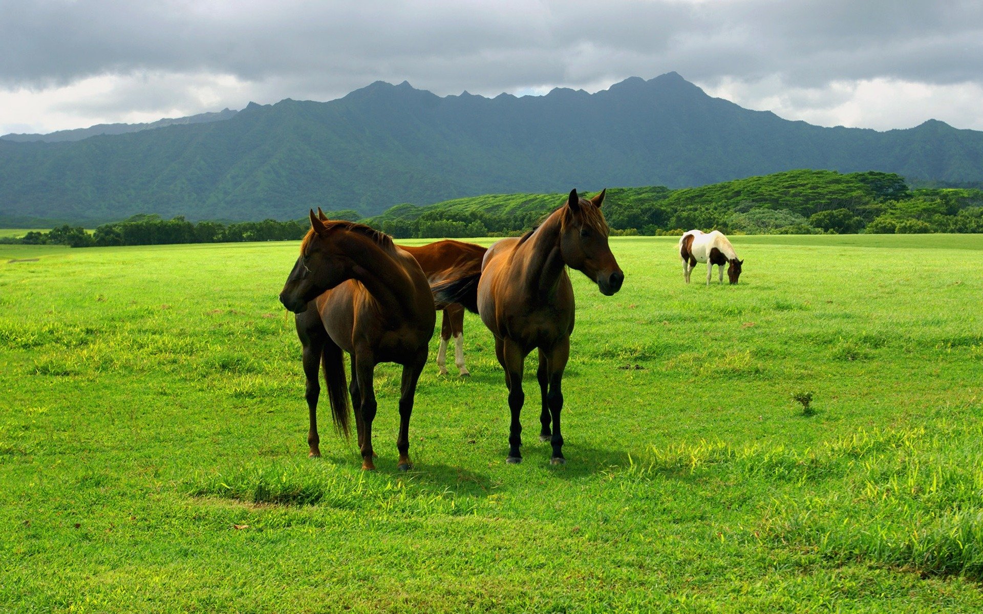 animaux animaux pâturage champ prairie herbe terre ciel chevaux chevaux