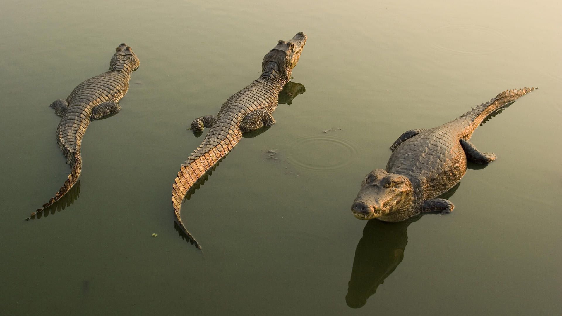 crocodile caimans water reflection