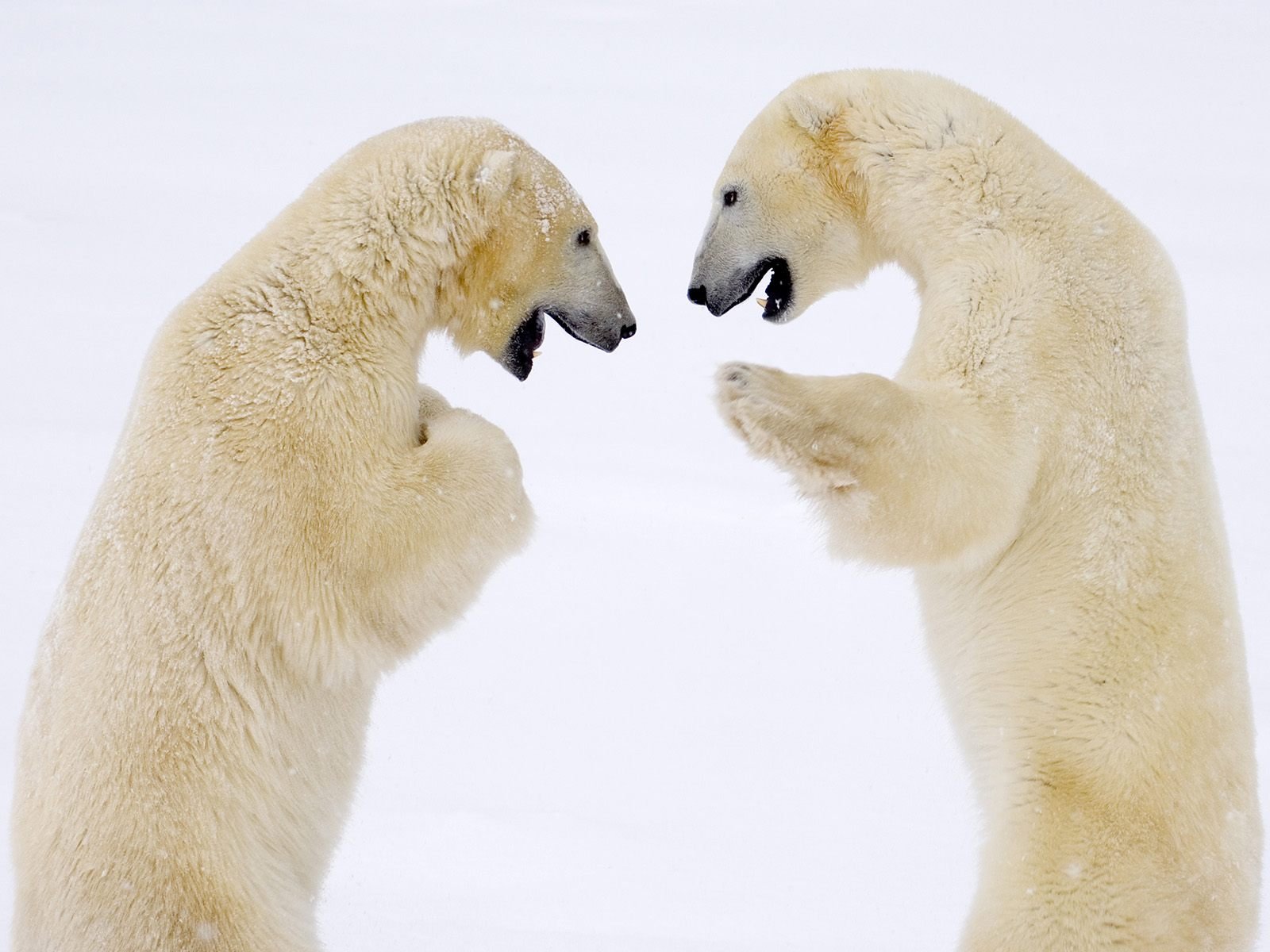 norden winter bären bär eisbär