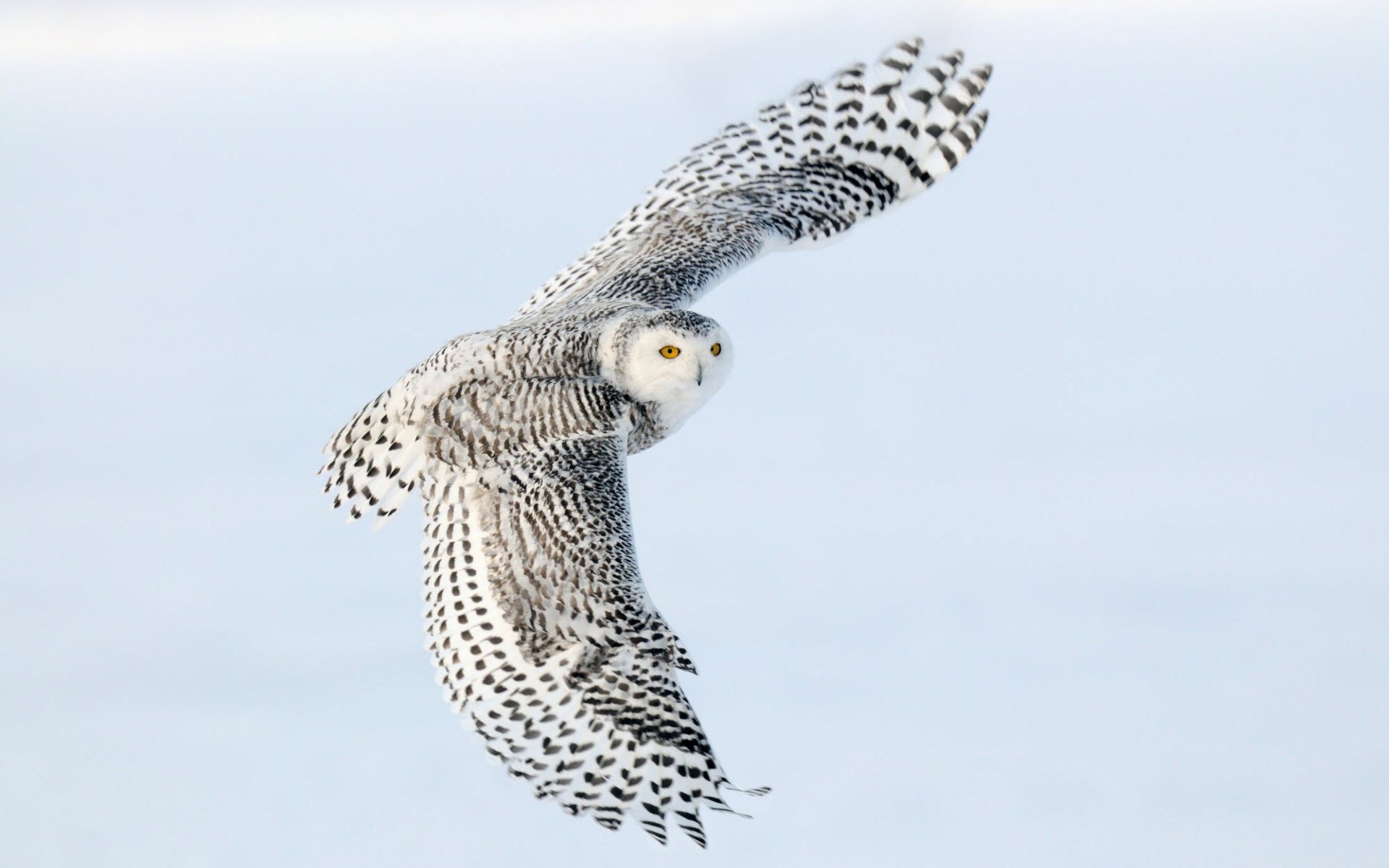 hibou des neiges ailes vol