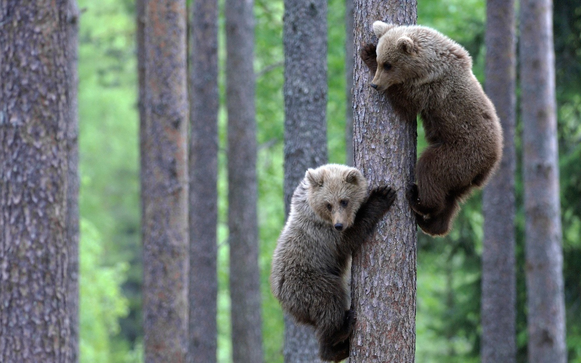 pareja osos tronco árbol