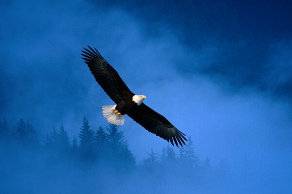 Free flight of an eagle in the sky over Alaska