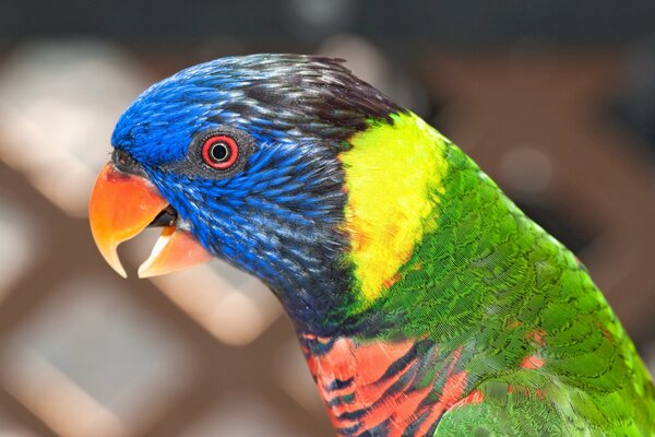 A parrot with different colors is sitting