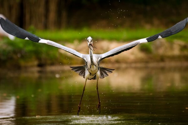 Storch hat Fische am See gefangen