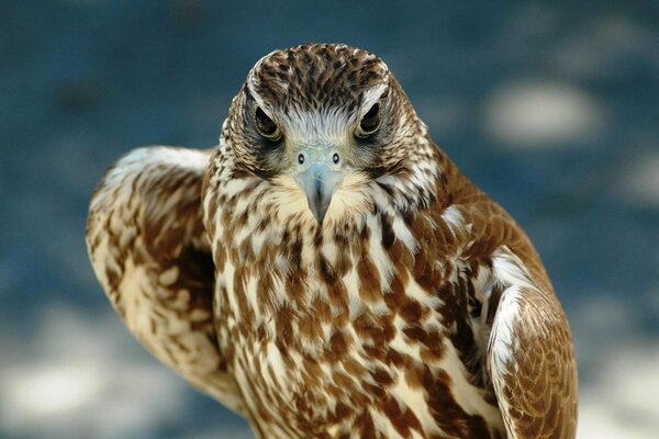 Aigle de montagne avec un regard redoutable