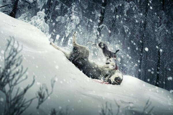 Kampf eines Wolfes mit einem Hasen im Schnee