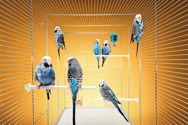 Wavy blue parrots in a cage