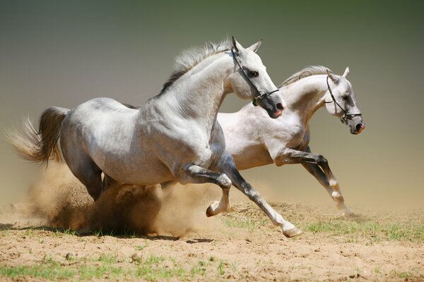 Arme Pferde springen schnell