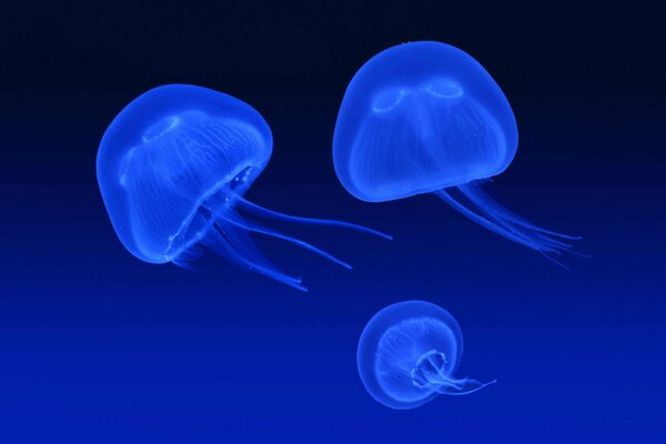 Meduse incandescente su sfondo blu