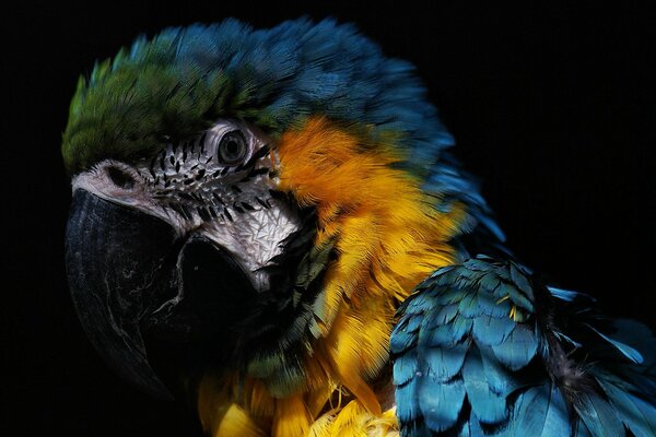 Beautiful, bright macaw parrot on a black background