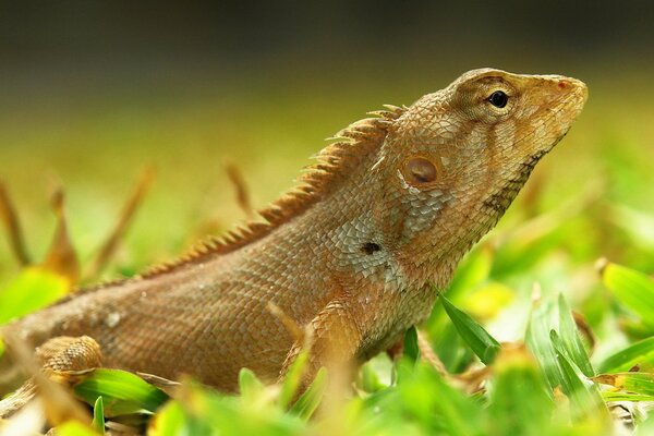 Lagarto en la hierba, hierba verde