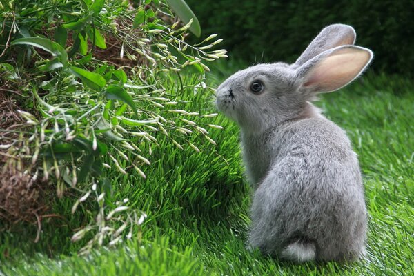 A grey hare sniffs flowers