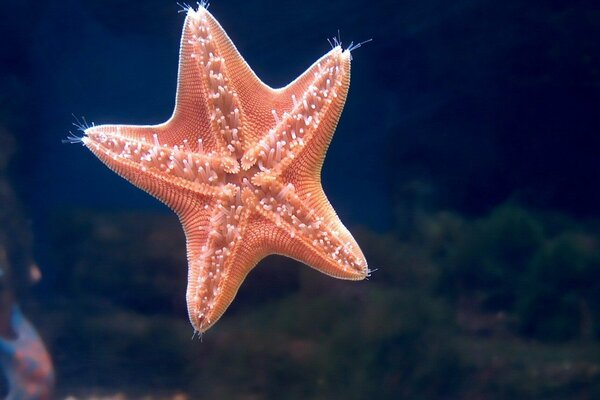 Estrella de mar en el mar Rojo