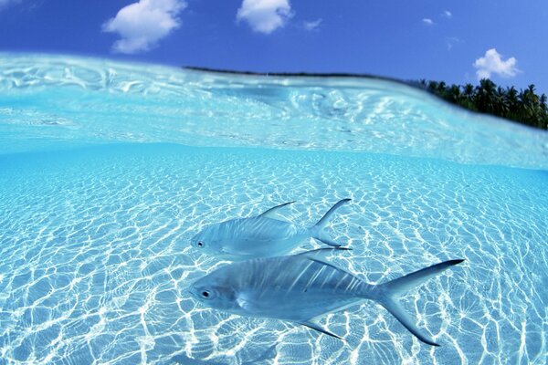 Peces en aguas transparentes en una playa de arena