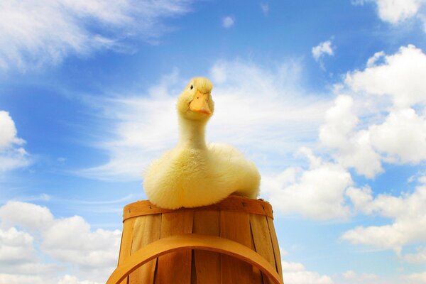 Duck sitting on a wooden bucket under the clouds