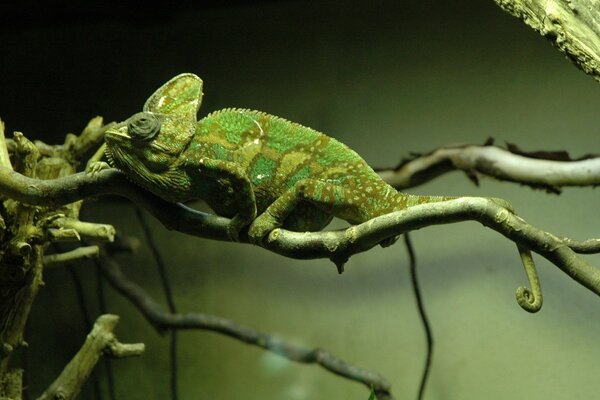 Caméléon dans l habitat naturel