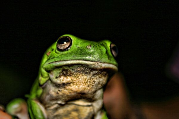 Grenouille dans les mains d un homme dans l obscurité