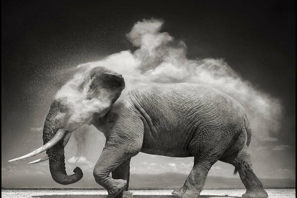 B/w elephant with huge tusks in the desert