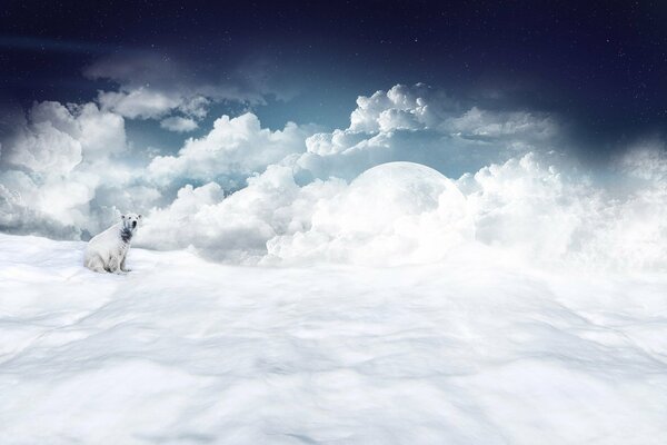 Polar bear in snow clouds