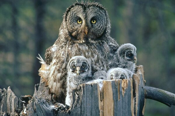 Owl with owls sitting on a tree in a nest