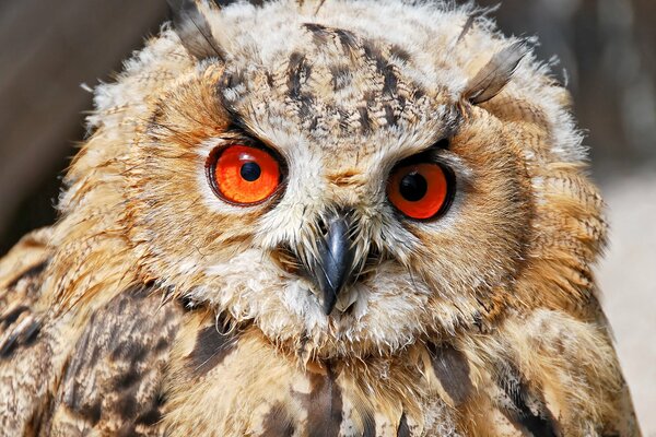 Beauty all the owl s eyes are looking at me