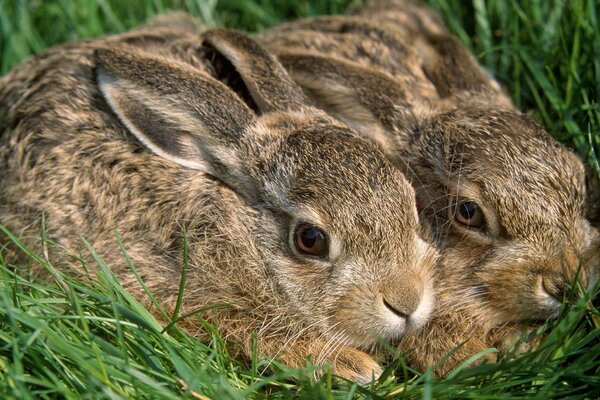 Hasen im Gras. Zwei Ohrmuscheln