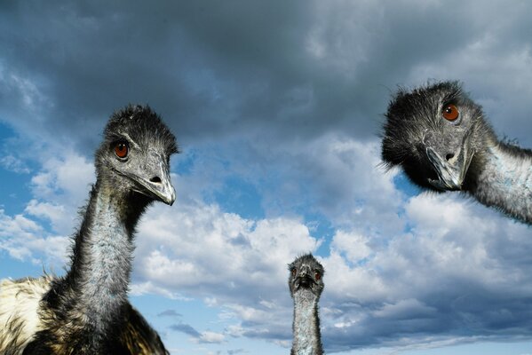 Three ostriches against a blue sky with clouds