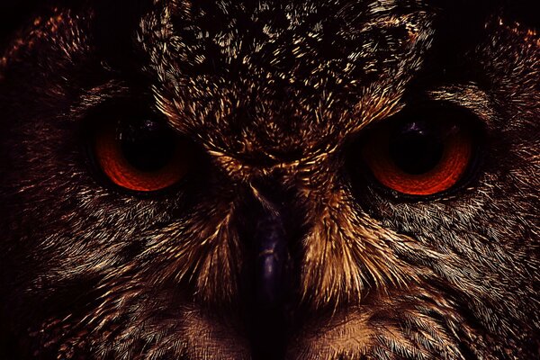 An owl with red eyes and a rough muzzle