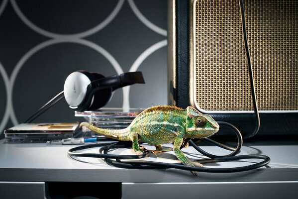 The chameleon is sitting in the wires