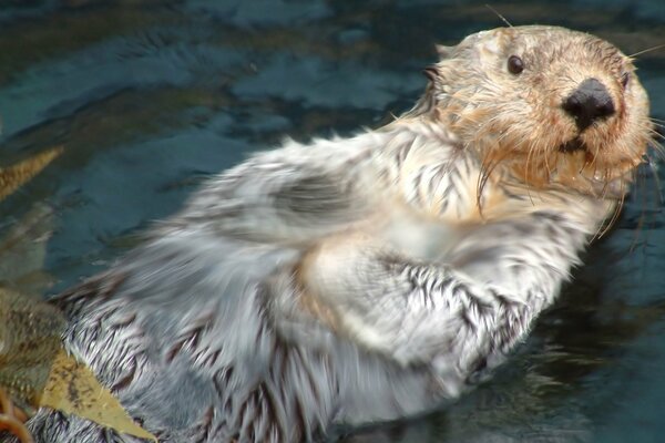 Lontra marina spaventata che galleggia lungo il fiume