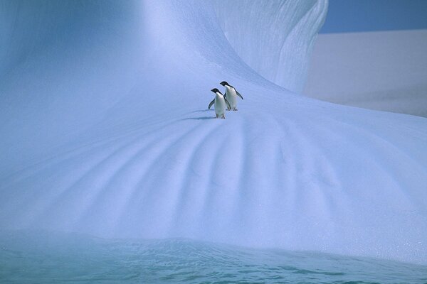 Dos pingüinos en las llanuras nevadas cerca del agua