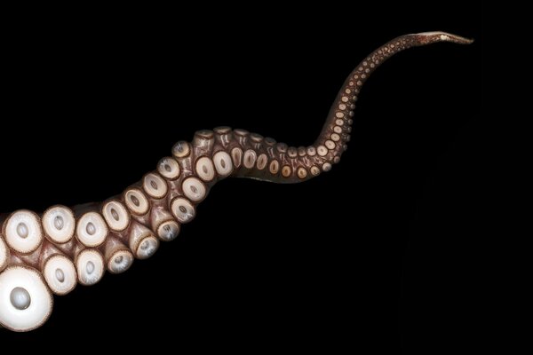 Octopus tentacles with suckers on a black background