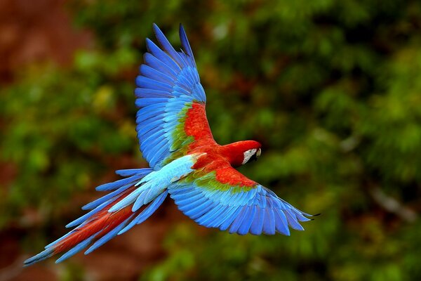 A bright parrot in flight against a background of greenery