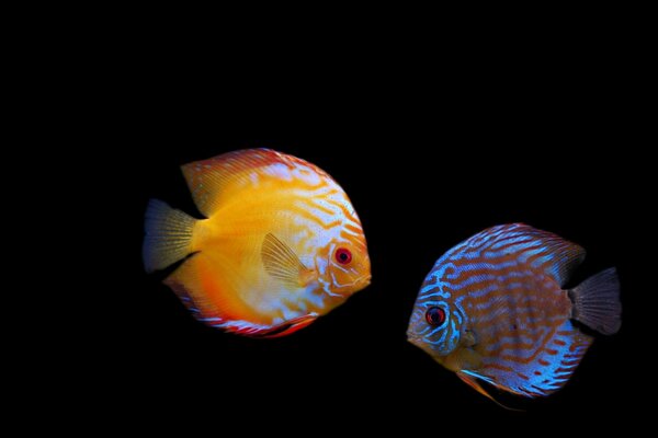 Two beautiful fish in the dark