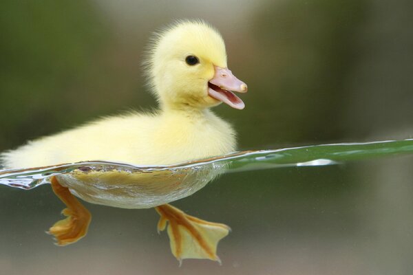 A little duckling swims in clear water