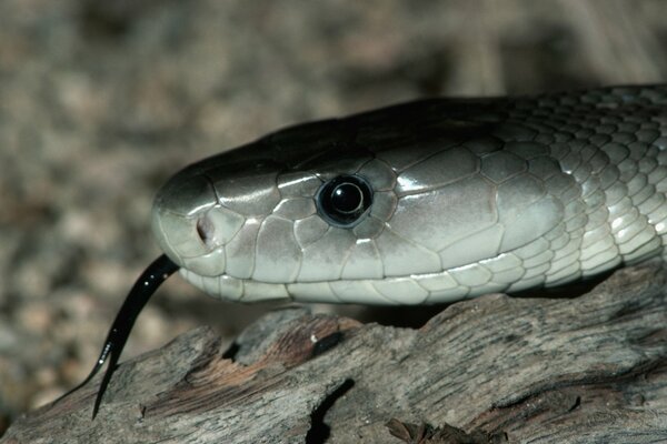 Serpiente gris plateada con lengua negra en las piedras