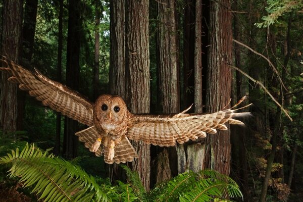 Hibou volant dans la forêt sombre