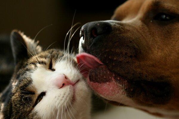 Friendship of pets of different types