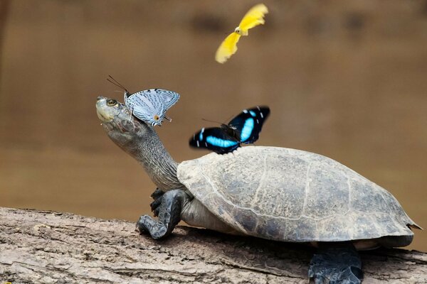 Tortuga caminante con mariposas de colores